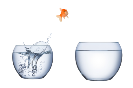 goldfish illustration